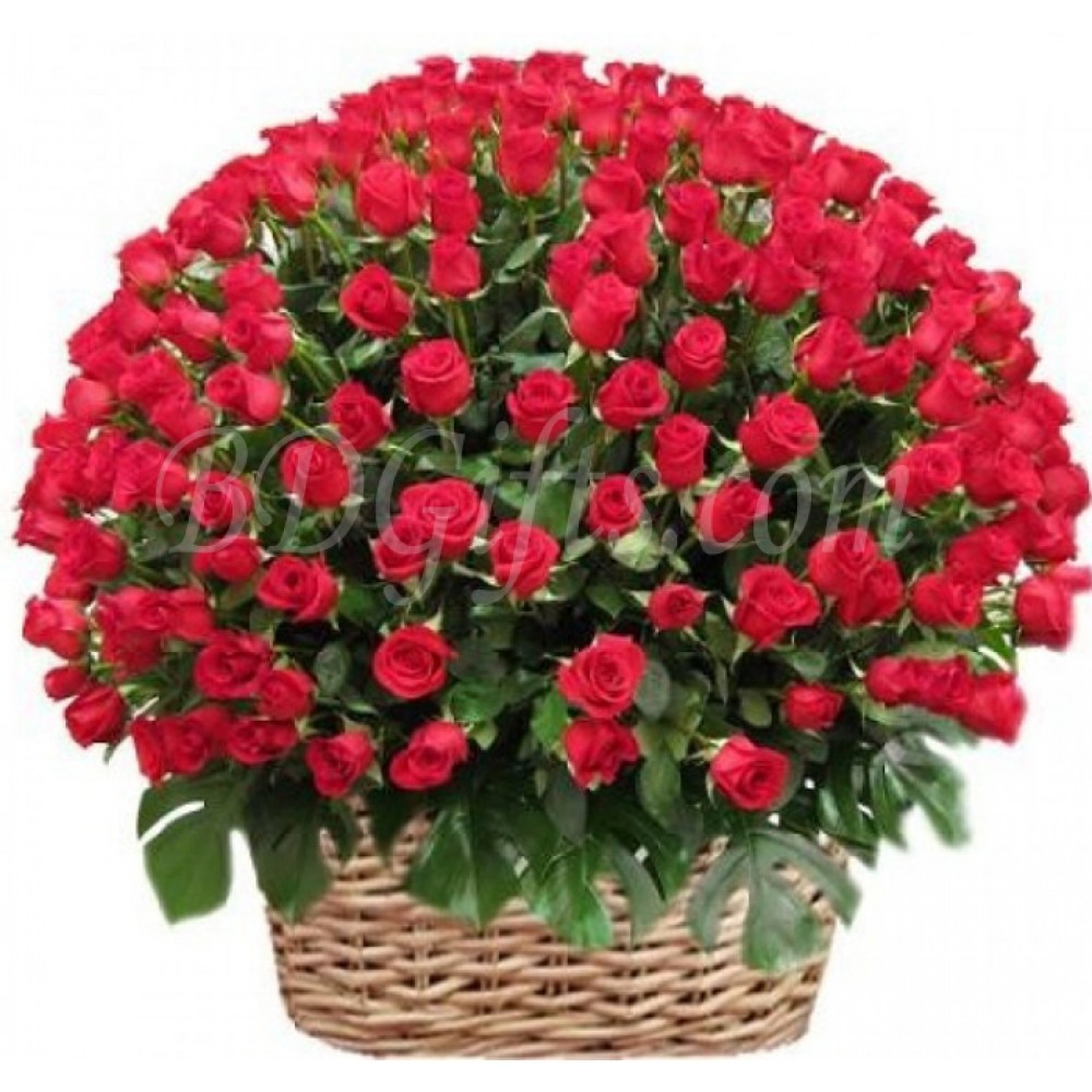 80 pcs red roses in basket