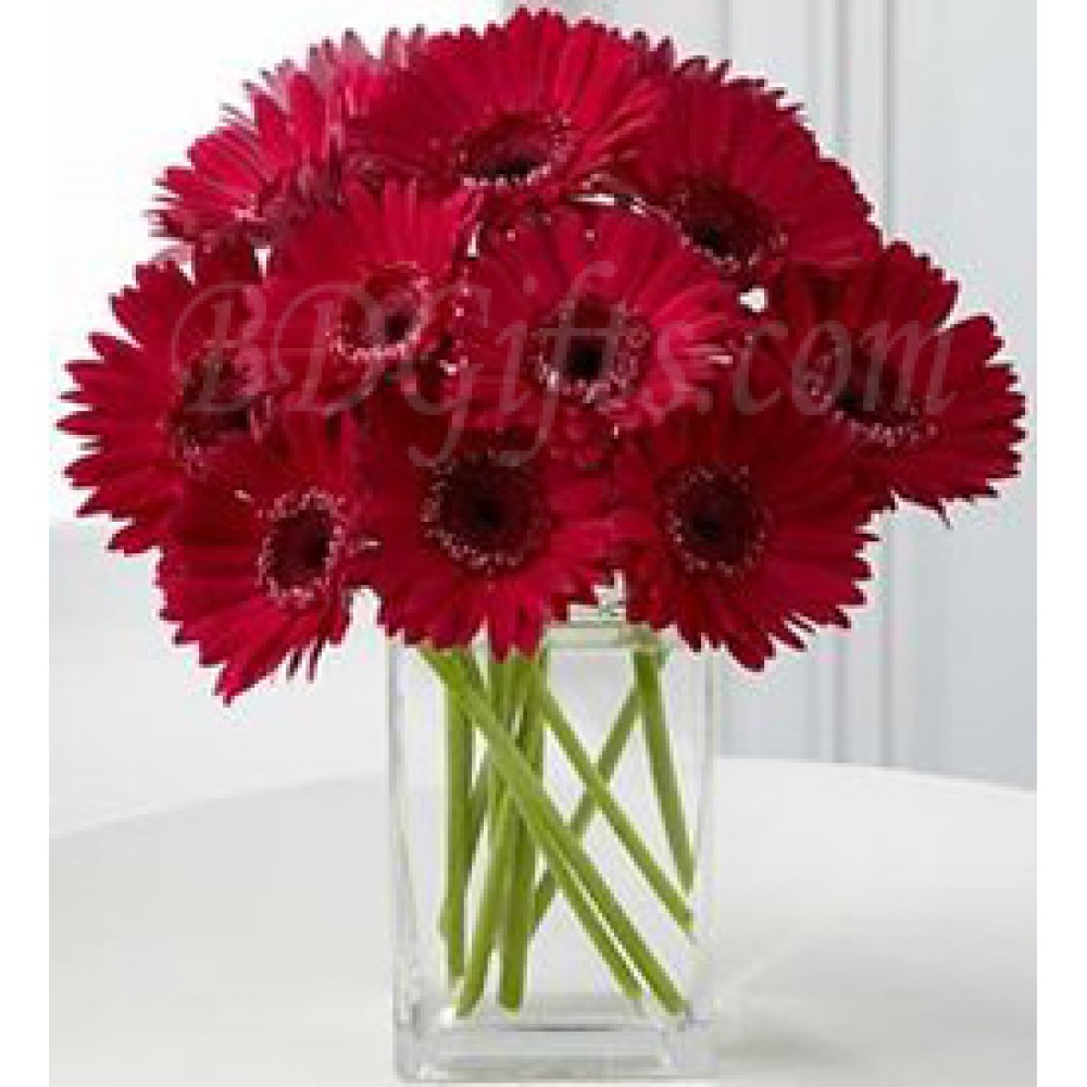 10 pcs red gerbera in vase