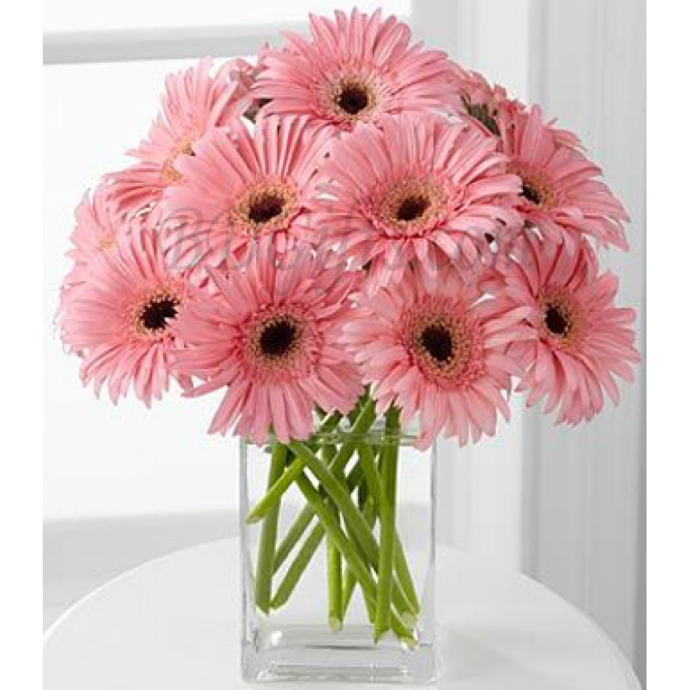 12 pcs pink gerbera in vase