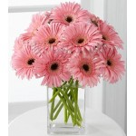 12 pcs pink gerbera in vase