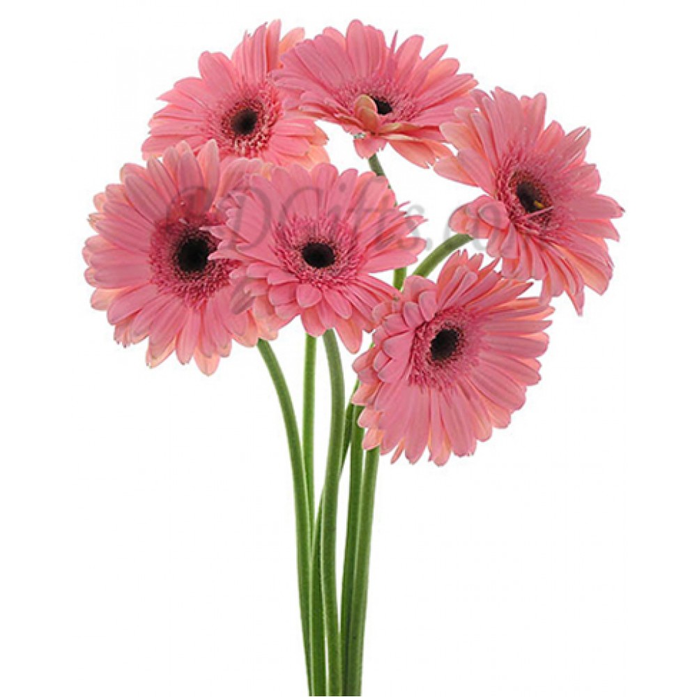 6 pcs pink Gerberas in bouquet