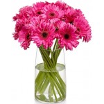 18 pcs deep pink gerbera in vase