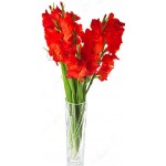 8 pcs red gladiolus in vase
