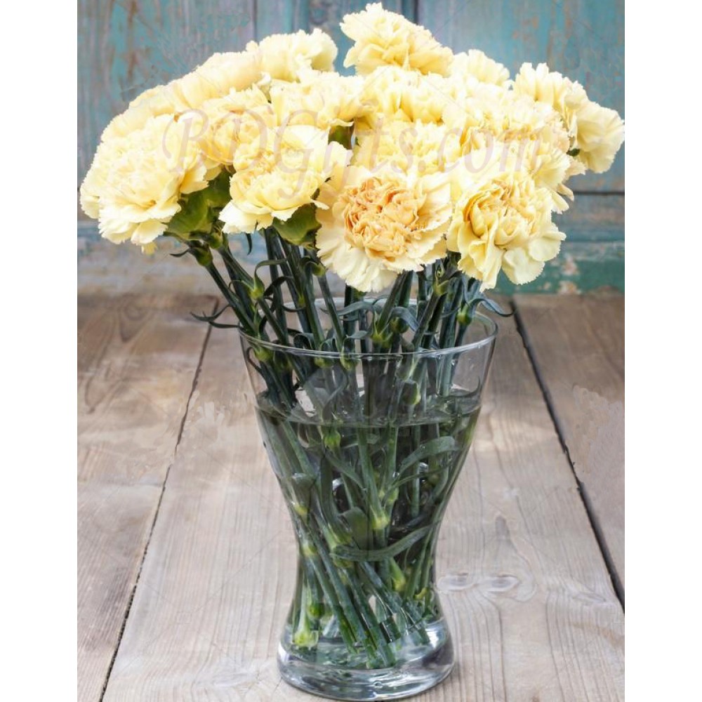 14 pcs white carnations in vase