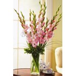 14 light pink gladiolus in vase