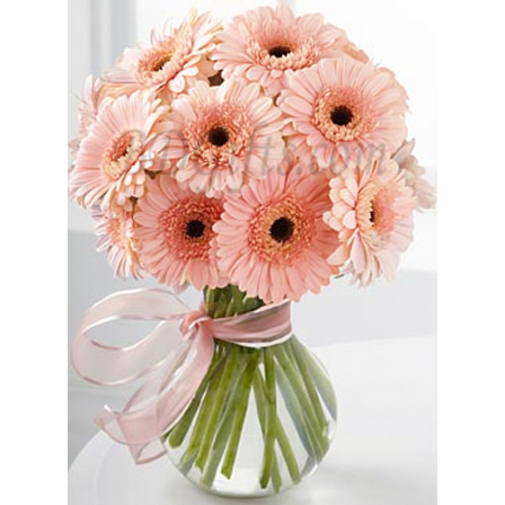 15 pcs pink gerberas in vase