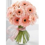 15 pcs pink gerberas in vase