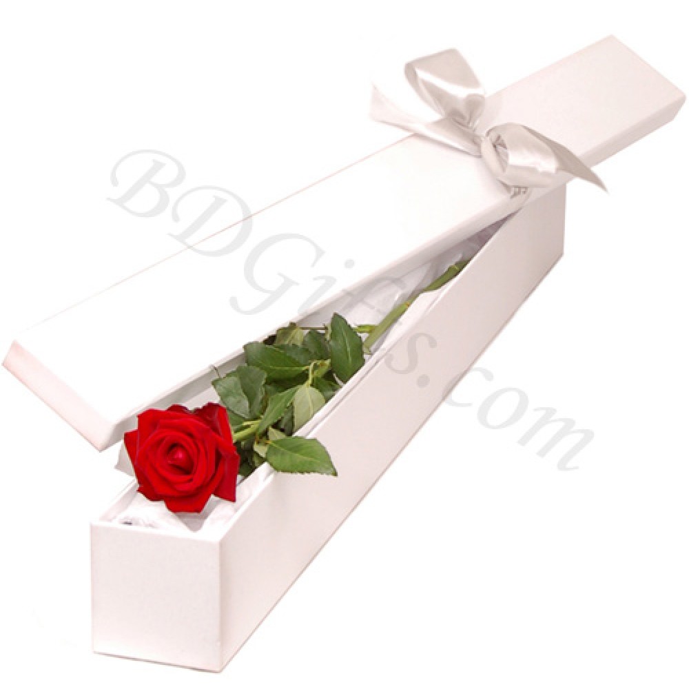 Pure single red rose in a box