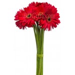 8 pcs red gerberas in bouquet 