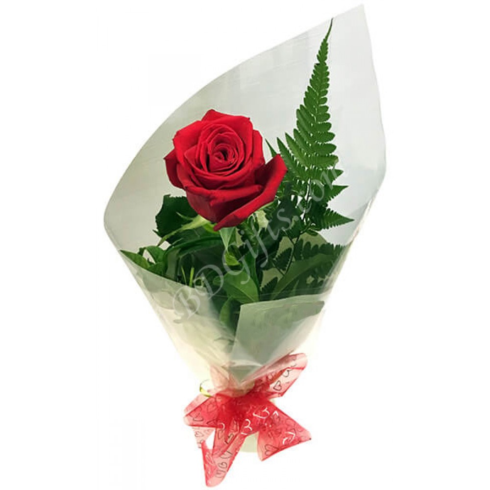 Attractive single red rose
