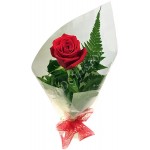 Attractive single red rose