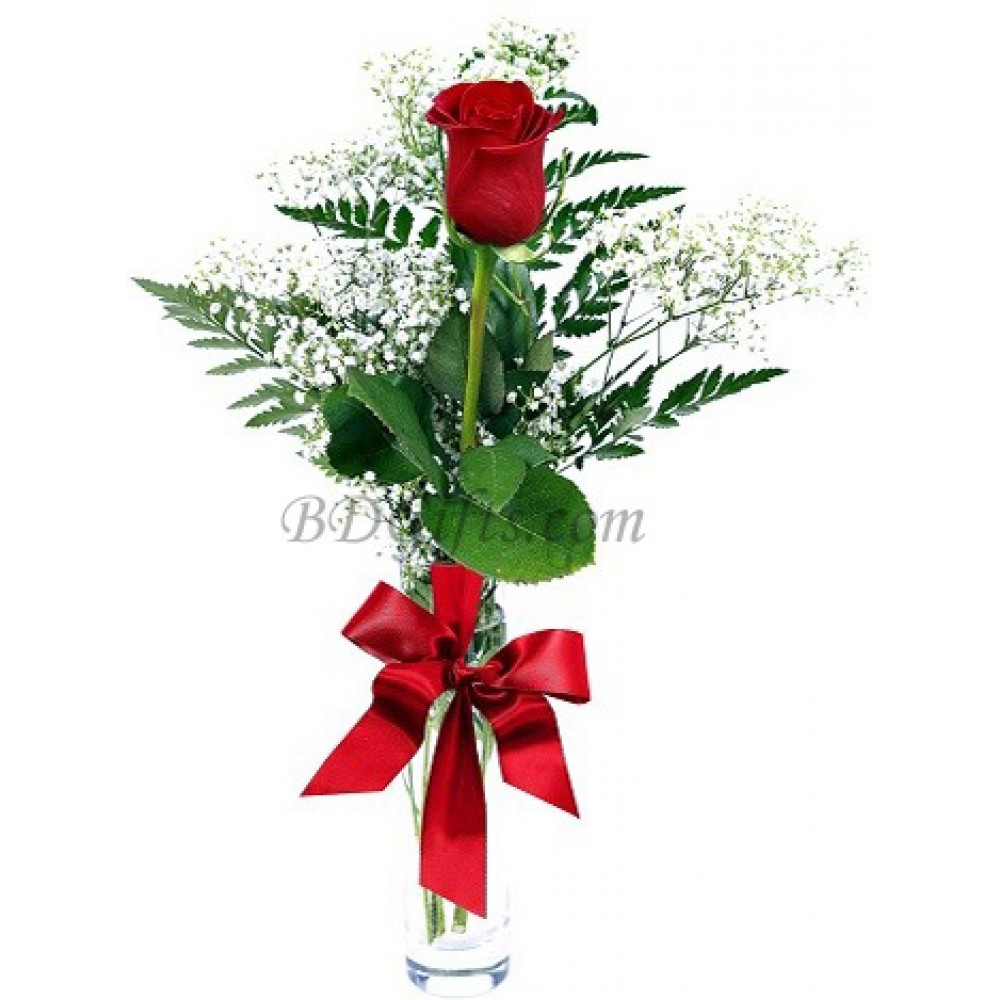 Single rose in a vase