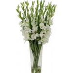 16 pcs white gladiolus in vase