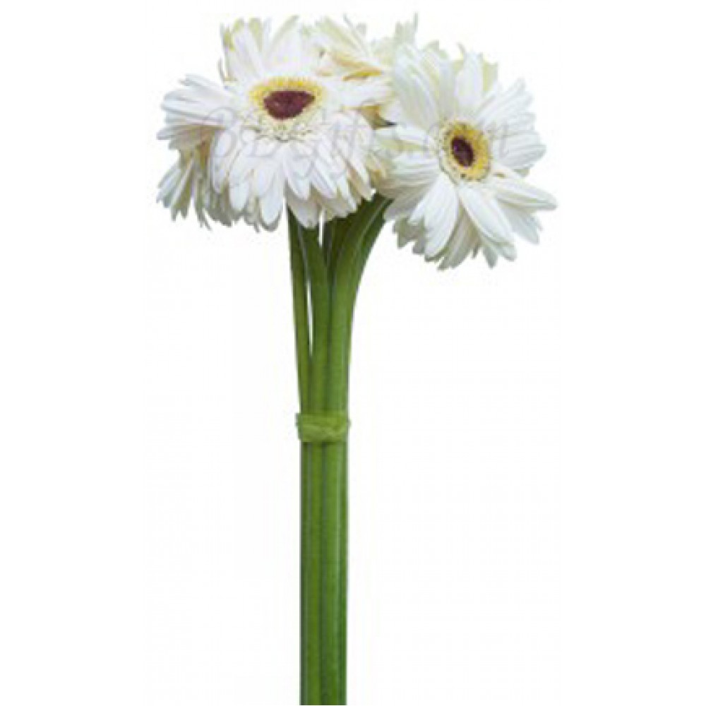 5 pcs white gerberas in bouquet