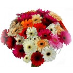 Mix gerberas in bouquet